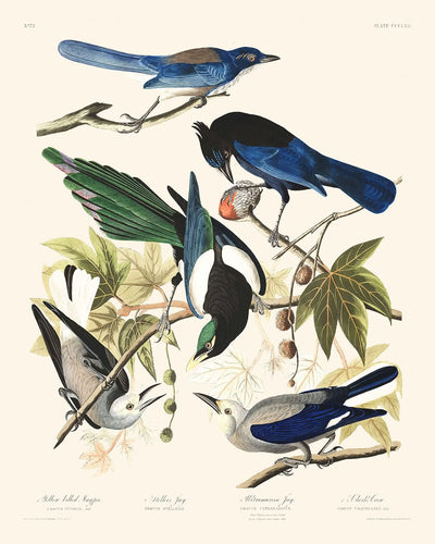 Gelbschnabelelster, Blauhäher, Ultramarinhäher, Clarks Krähe von John James Audubon, 1827