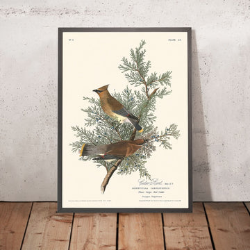 Uccello di Cedro di John James Audubon, 1827 