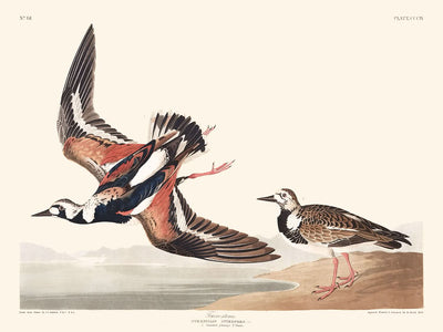 Steinwälzer von John James Audubon, 1827