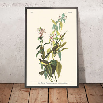 Catturafarfalle Verde Nero di John James Audubon, 1827 