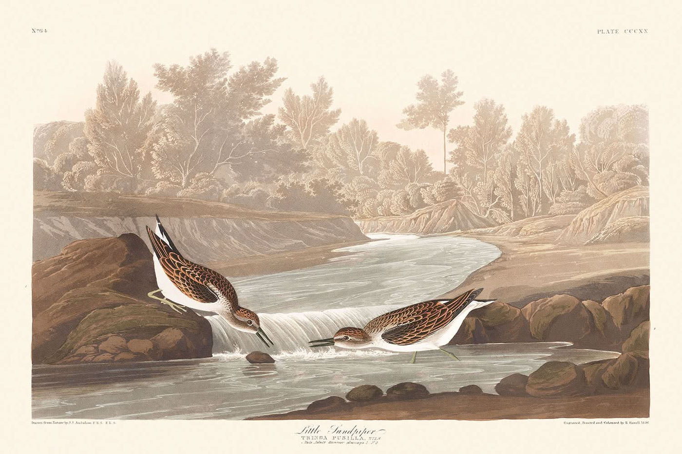 Der kleine Strandläufer von John James Audubon, 1827