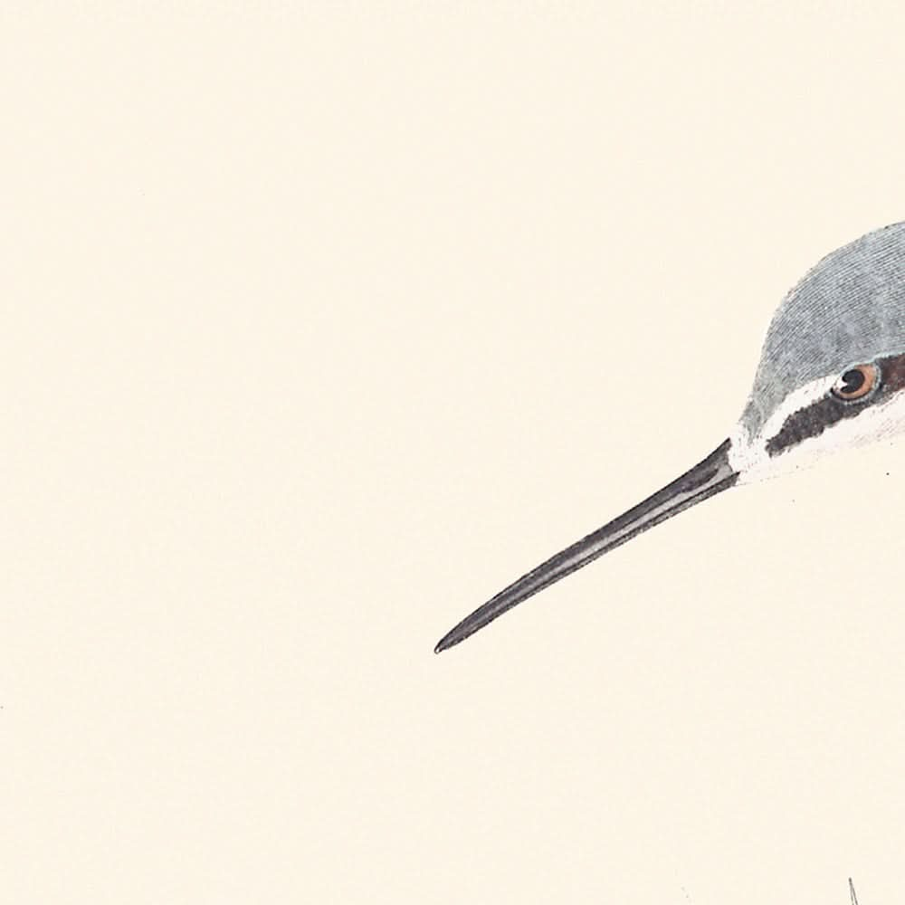 Wilson's Phalarope von John James Audubon, 1827 