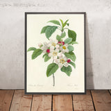 Apple Blossoms (Malus, Plate 79) by Pierre Joseph Redouté, 1827