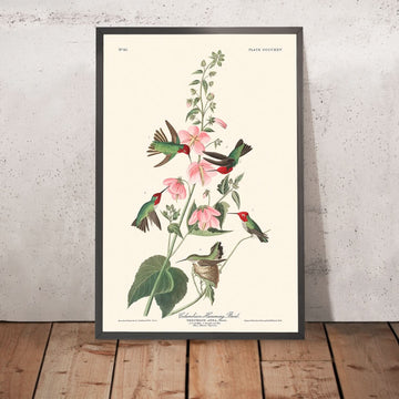 Colibrì colombiano di John James Audubon, 1827 