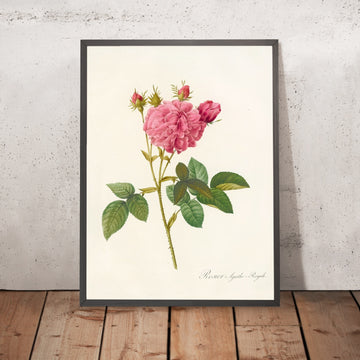 A framed image of Agatha Rose (Rosa gallica var. regalis) by Pierre Joseph Redouté, 1817