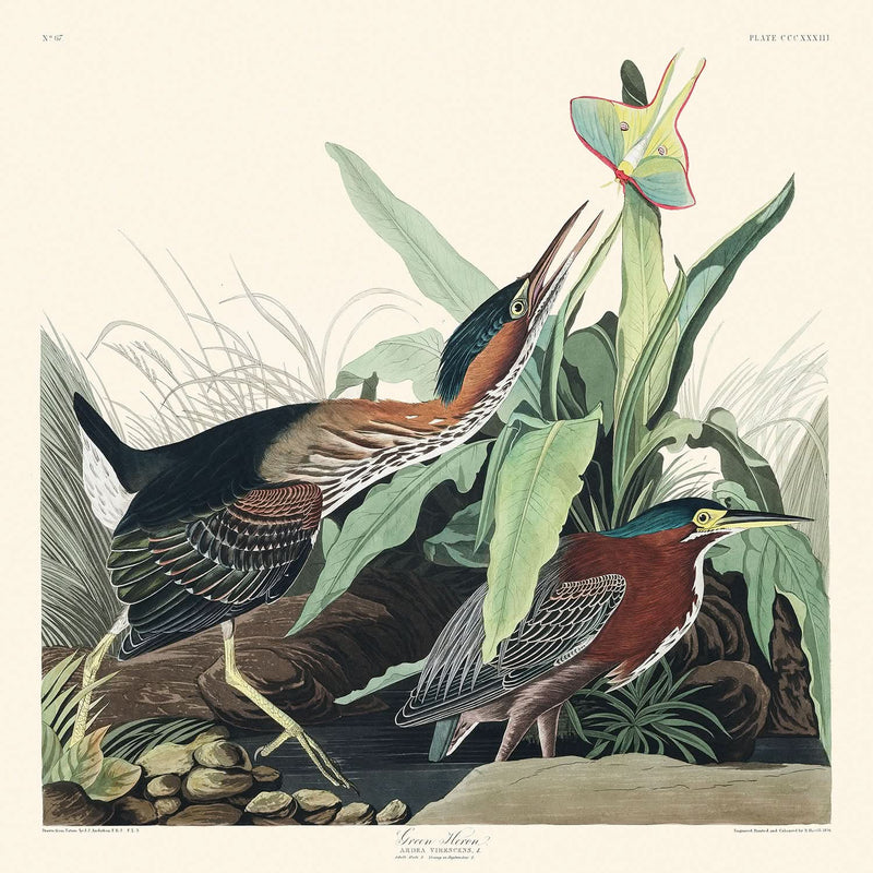 Visualiser thumbnail artwork