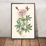 Colibrí de cuello de rufo por John James Audubon, 1827 