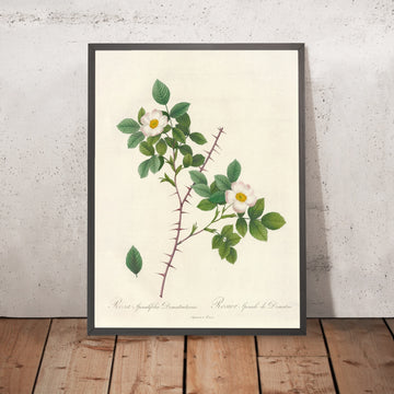 A framed image of Rosa spinulifolia dematratiana by Pierre Joseph Redouté, 1817