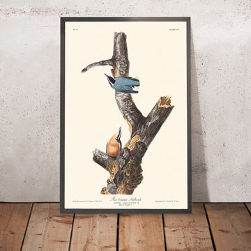 Nuthatch dal petto rosso di John James Audubon, 1827 
