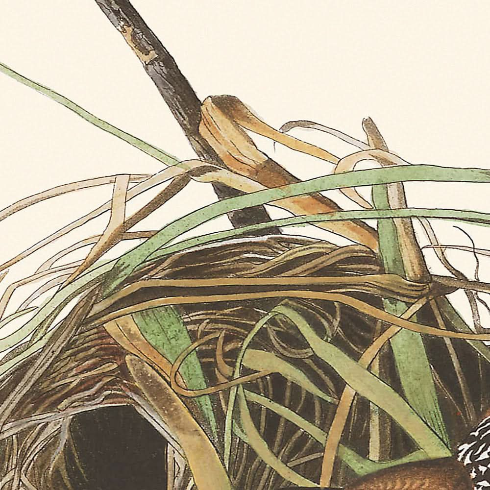 Marsh Wren von John James Audubon, 1827 