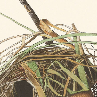 Sumpfzaunkönig von John James Audubon, 1827