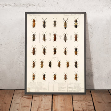 A framed image of 