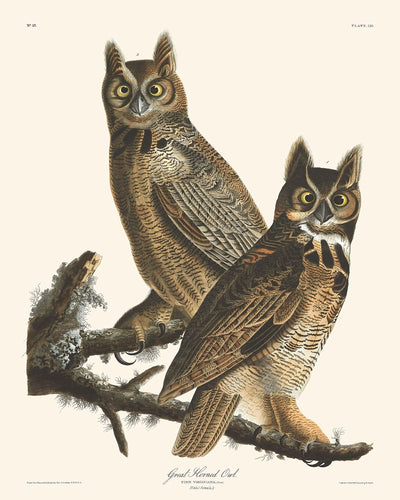 Virginia-Uhu von John James Audubon, 1827