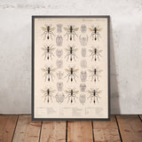 Insecta Hymenoptera, Plate 21 by Frederick DuCane Godman, 1879