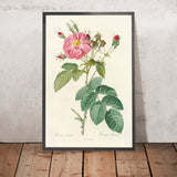 Downy Rose (Rosa tomentosa) by Pierre Joseph Redouté, 1817