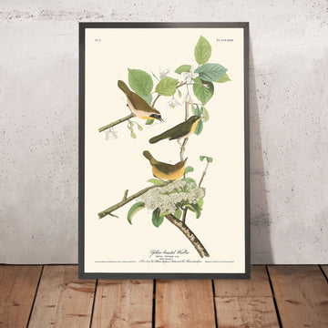 Warbler dal petto giallo di John James Audubon, 1827 