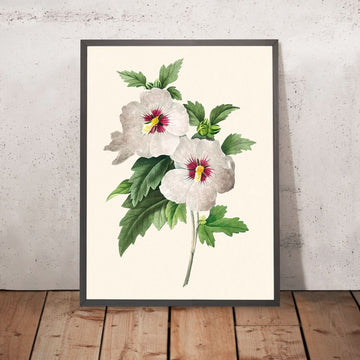 Ibisco di Pierre-Joseph Redouté, 1827 