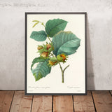Filbert (Corylus maxima, Plate 54) by Pierre Joseph Redouté, 1827