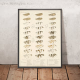 True Flies (Diptera, Plate 19) by Frederick DuCane Godman, 1879