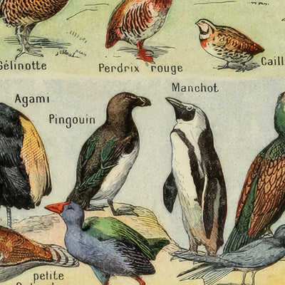 Birds (1) by Adolphe Millot, 1890 - Fowl, Flamingo, Seabirds, Flightless Birds