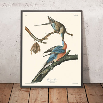 Passenger Pigeon by John James Audubon, 1827