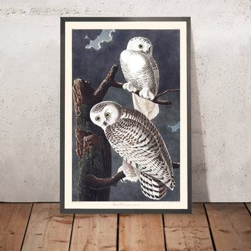 Ein gerahmtes Bild des Schnee-Eulen von John James Audubon, 1827