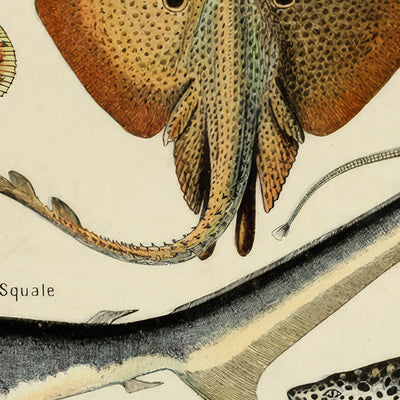 Fish by Adolphe Millot, 1890