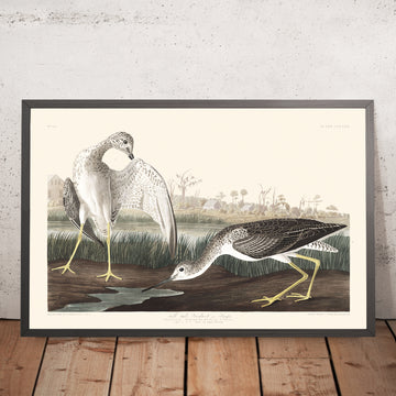 Una imagen enmarcada de Tell-tale Godwit or Snipe Plate 308 de John James Audubon 1827
