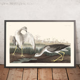 Tell-tale Godwit or Snipe by John James Audubon 1827