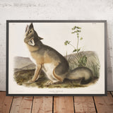 Swift Fox (Vulpes velox) by John Woodhouse Audubon, 1845