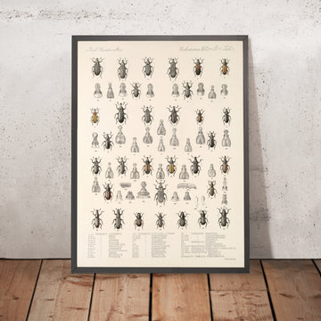 A framed image of 