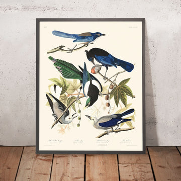 Yellow-Billed Magpie, Stellers Jay, Ultramarine Jay, Clark&
