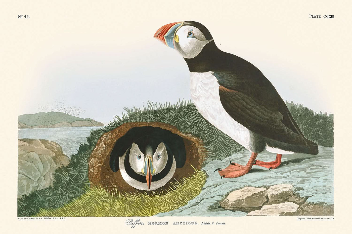 Papageientaucher von John James Audubon, 1827