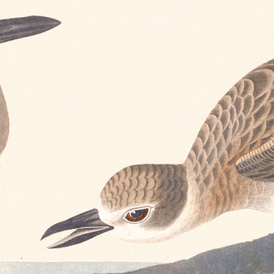 Chorlito de Wilson, de John James Audubon, 1827