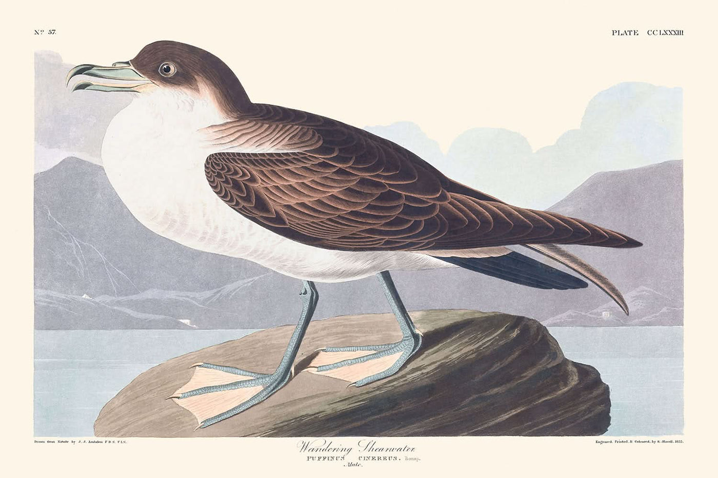 Wandernder Sturmtaucher von John James Audubon, 1827