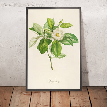 A framed image of Southern Magnolia (Magnolia grandiflora, Plate 42) by Pierre Joseph Redouté, 1813