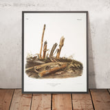 Little Harvest Mouse (Mus minimus) by John Woodhouse Audubon, 1845