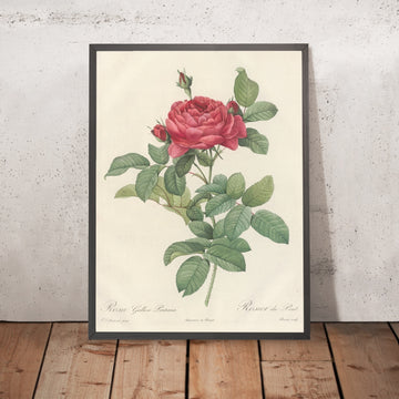 A framed image of Rosa gallica Pontiana by Pierre Joseph Redouté, 1817