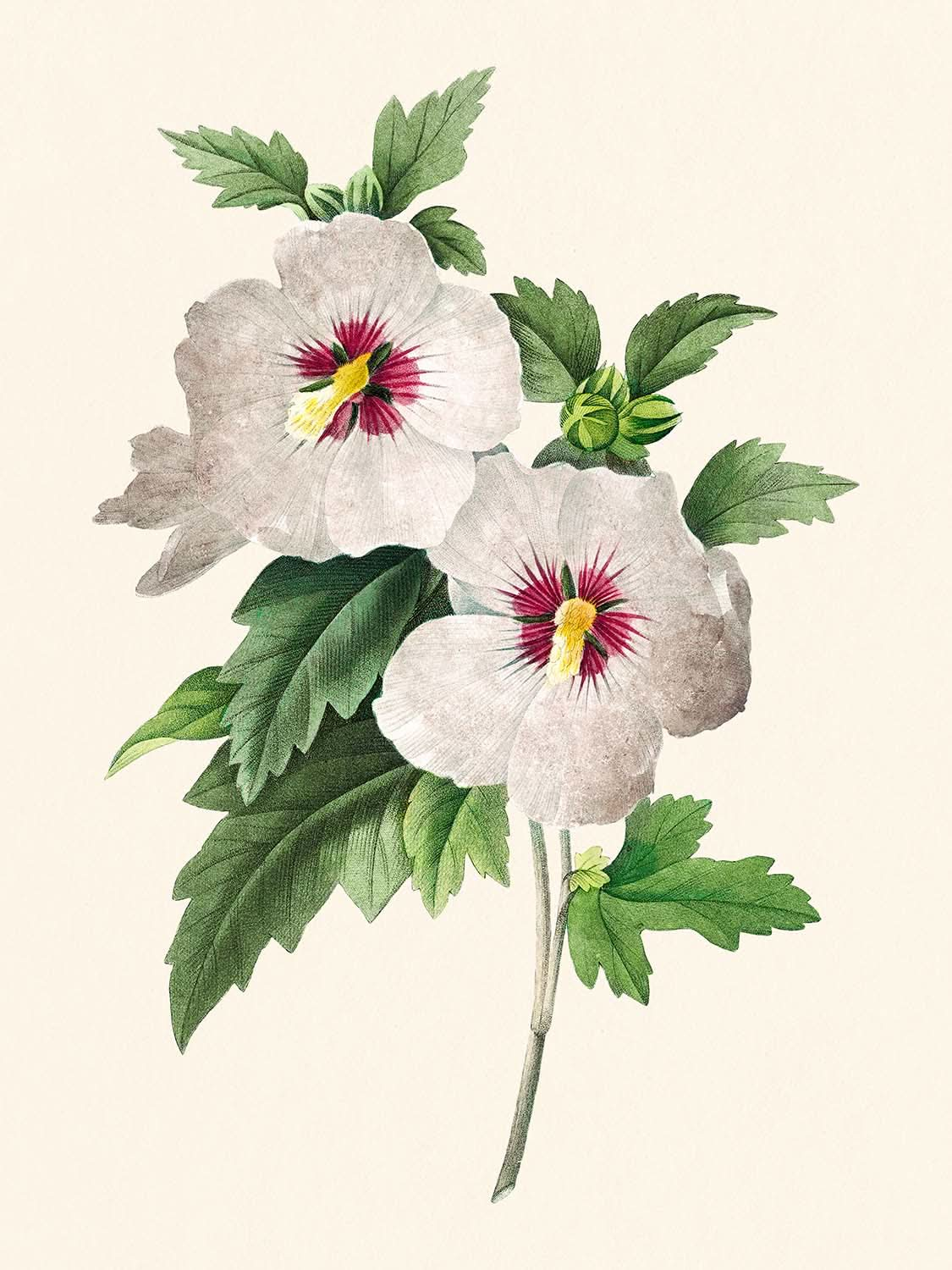 Hibiskus von Pierre-Joseph Redouté, 1827