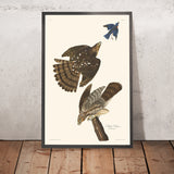 Stanley Hawk di John James Audubon, 1827 