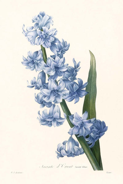 Oriental Hyacinth by Pierre-Joseph Redouté, 1827