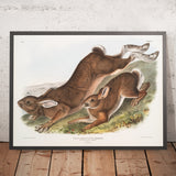 Northern Hare (Lepus americanus) by John Woodhouse Audubon, 1845