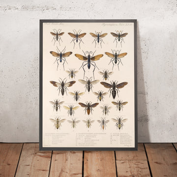 A framed image of 