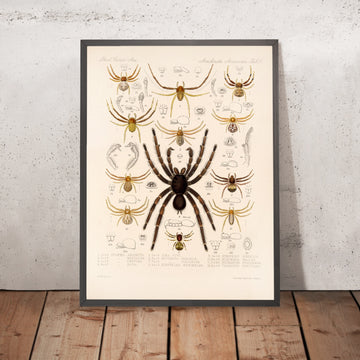 A framed image of 