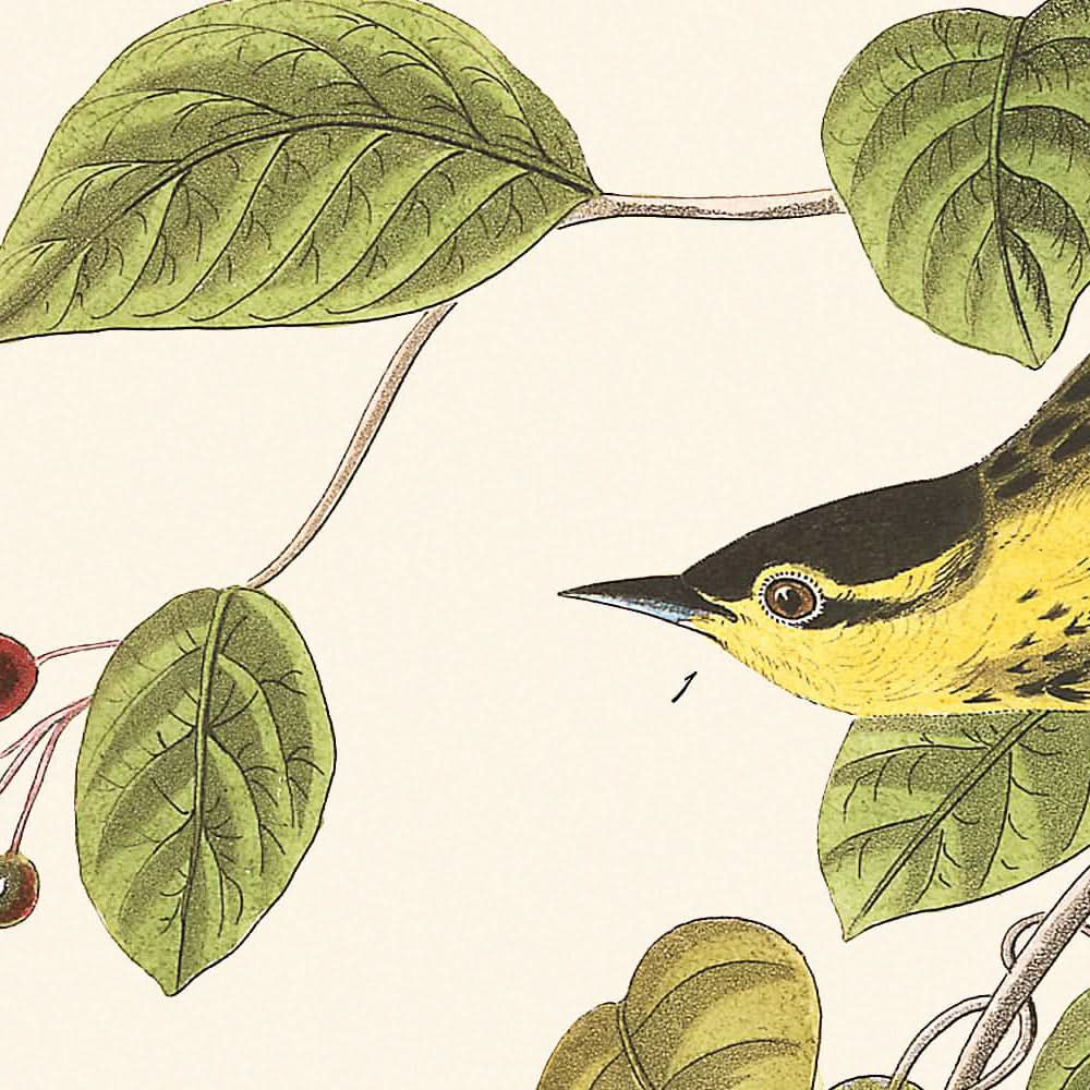 Carbonated Warbler by John James Audubon, 1827