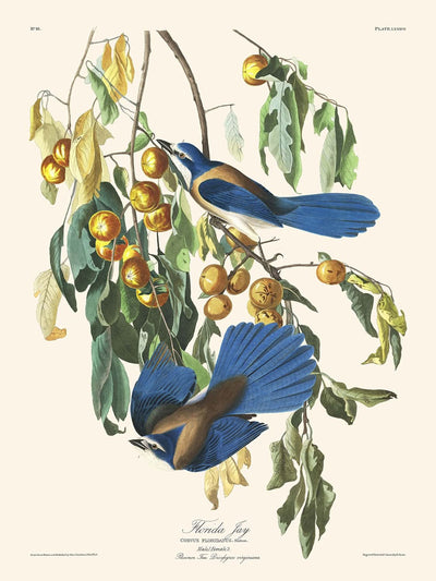 Florida Jay by John James Audubon, 1827