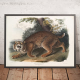 Bobcat (Lynx rufus) by John Woodhouse Audubon, 1845