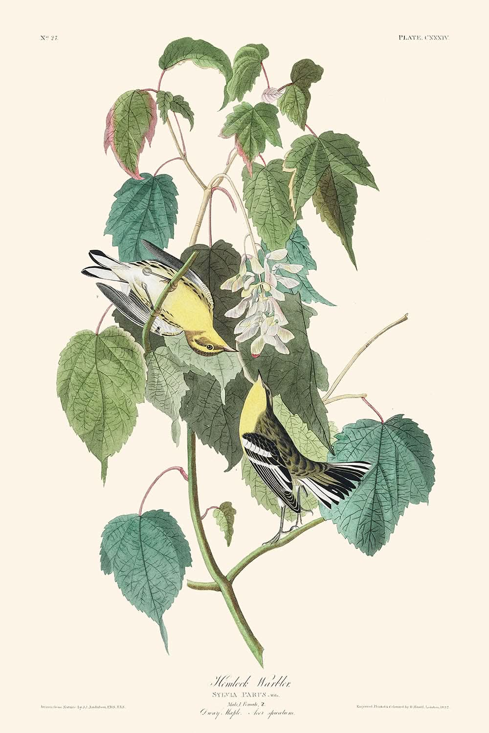 Hemlock-Waldsänger von John James Audubon, 1827 