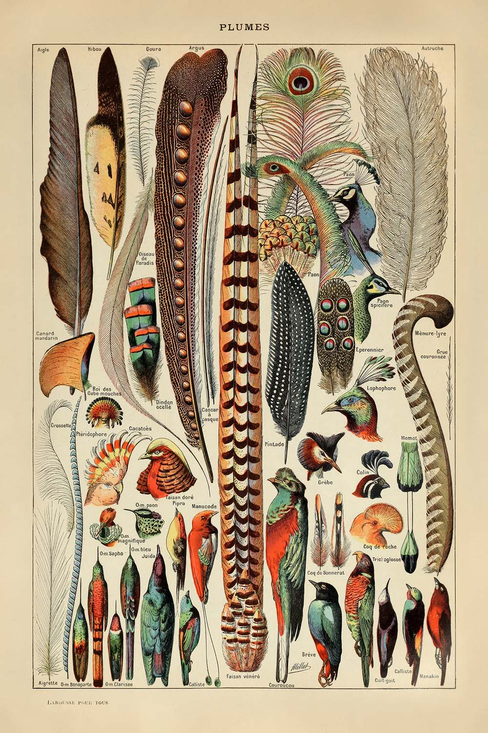 Feathers by Adolphe Millot, 1890