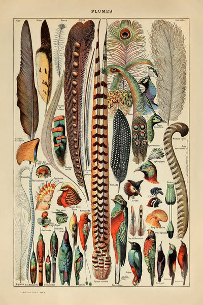 Feathers by Adolphe Millot, 1890